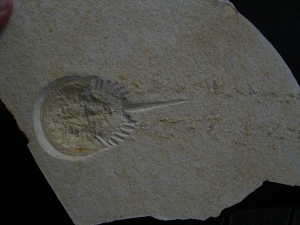Pfeilschwanzkrebs Limulus mit Laufspur