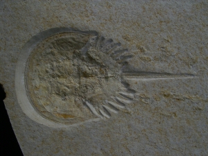 Pfeilschwanzkrebs Limulus mit Laufspur