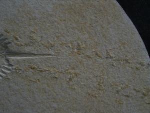 Pfeilschwanzkrebs Limulus mit Laufspur