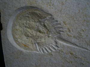 Pfeilschwanzkrebs Limulus mit Laufspur