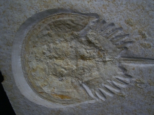 Pfeilschwanzkrebs Limulus mit Laufspur