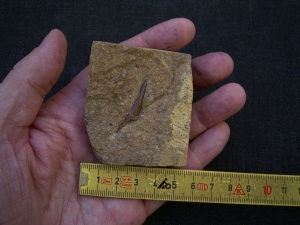 Tanystropheus Zahn, Giraffenhals-Saurier!