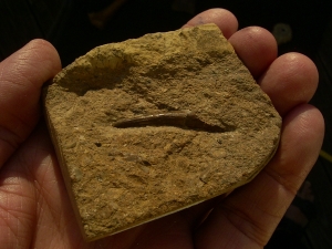 Tanystropheus Zahn, Giraffenhals-Saurier!