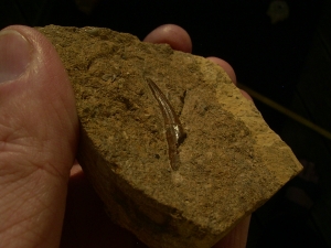 Tanystropheus Zahn, Giraffenhals-Saurier!