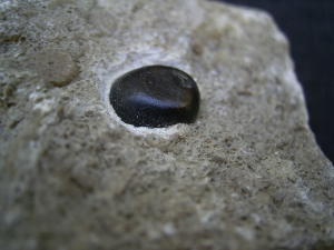 Placodus gigas Zahn, Pflasterzahn-Saurier