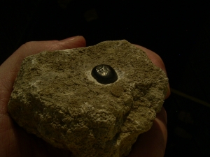 Placodus gigas Zahn, Pflasterzahn-Saurier