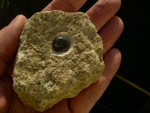 Placodus gigas Zahn, Pflasterzahn-Saurier