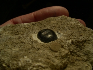 Placodus gigas Zahn, Pflasterzahn-Saurier