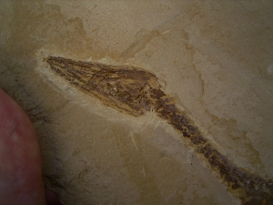 Mesosaurus, Reptilien Skelett aus dem Perm