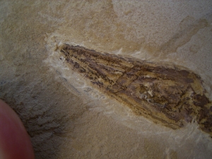 Mesosaurus, Reptilien Skelett aus dem Perm