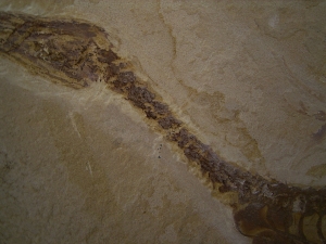 Mesosaurus, Reptilien Skelett aus dem Perm