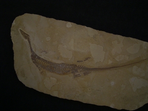 Mesosaurus, Reptilien Skelett aus dem Perm