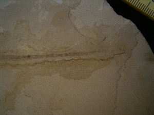 Mesosaurus, Reptilien Skelett aus dem Perm