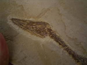 Mesosaurus, Reptilien Skelett aus dem Perm