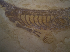 Mesosaurus, Reptilien Skelett aus dem Perm