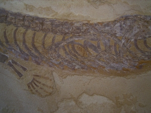 Mesosaurus, Reptilien Skelett aus dem Perm
