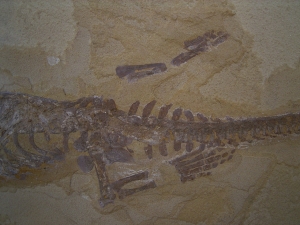 Mesosaurus, Reptilien Skelett aus dem Perm