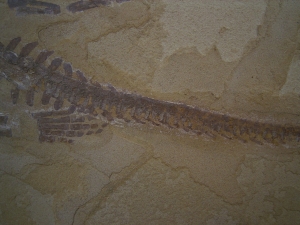 Mesosaurus, Reptilien Skelett aus dem Perm