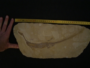 Mesosaurus, Reptilien Skelett aus dem Perm