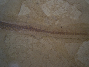 Mesosaurus, Reptilien Skelett aus dem Perm