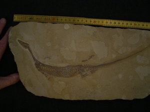 Mesosaurus, Reptilien Skelett aus dem Perm