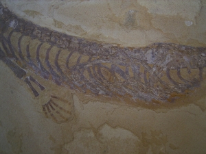 Mesosaurus, Reptilien Skelett aus dem Perm