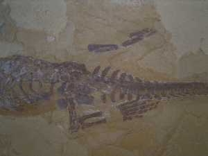 Mesosaurus, Reptilien Skelett aus dem Perm