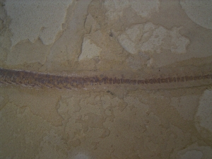 Mesosaurus, Reptilien Skelett aus dem Perm