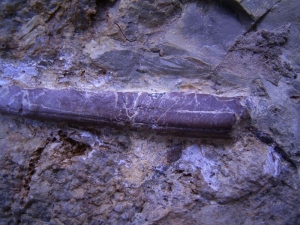 Kiefer aus dem Muschelkalk