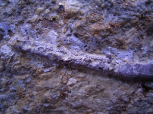 Kiefer aus dem Muschelkalk