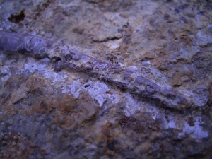 Kiefer aus dem Muschelkalk