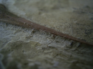 Saurichthys Schaedel aus dem unteren Muschelkalk