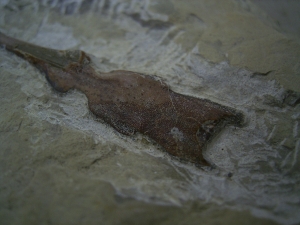 Saurichthys Schaedel aus dem unteren Muschelkalk