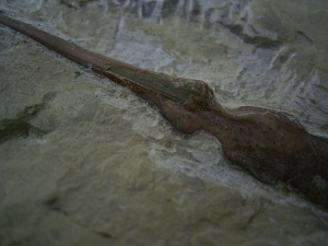 Saurichthys Schaedel aus dem unteren Muschelkalk