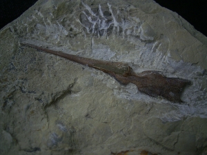 Saurichthys Schaedel aus dem unteren Muschelkalk