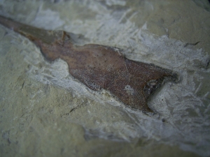 Saurichthys Schaedel aus dem unteren Muschelkalk