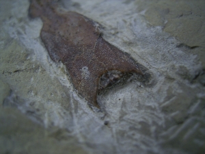 Saurichthys Schaedel aus dem unteren Muschelkalk