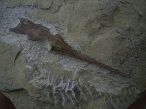Saurichthys Schaedel aus dem unteren Muschelkalk