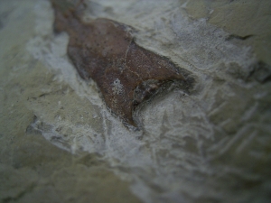 Saurichthys Schaedel aus dem unteren Muschelkalk