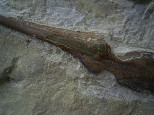 Saurichthys Schaedel aus dem unteren Muschelkalk