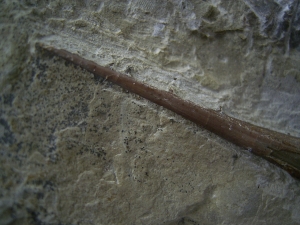 Saurichthys Schaedel aus dem unteren Muschelkalk