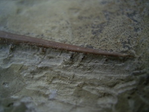 Saurichthys Schaedel aus dem unteren Muschelkalk