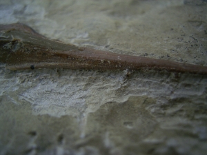 Saurichthys Schaedel aus dem unteren Muschelkalk