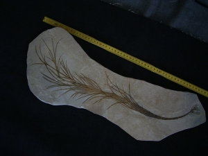 Halochloris vom Monte Bolca