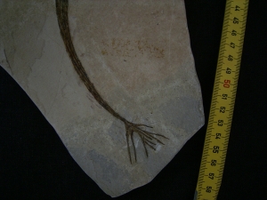 Halochloris vom Monte Bolca