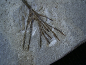 Halochloris vom Monte Bolca