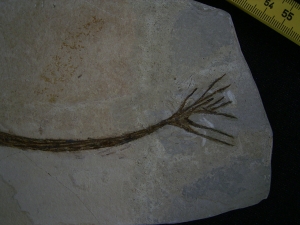 Halochloris vom Monte Bolca