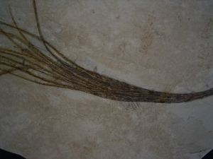 Halochloris vom Monte Bolca