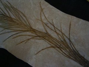 Halochloris vom Monte Bolca