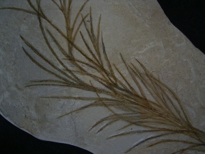 Halochloris vom Monte Bolca